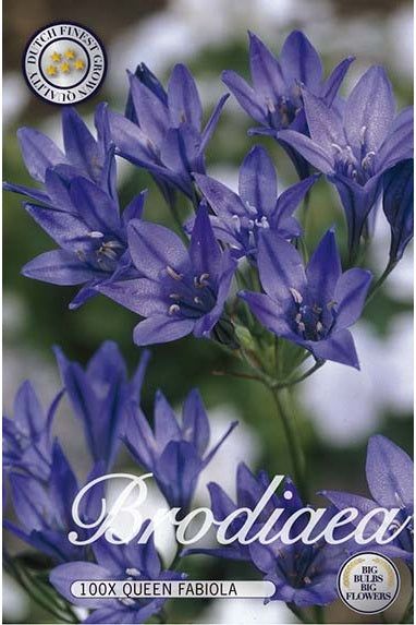 Mini Agapanthus Queen Fabiola 100-pakning